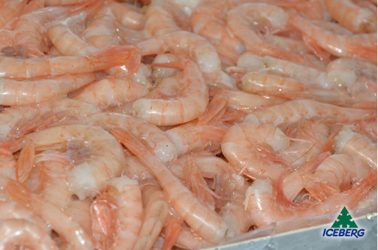CODE GAMBERO ROSA M 8X1KG CG