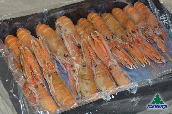 SCAMPI SASHIMI 11/15 IQF 1X3KG CG
