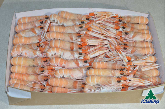 SCAMPI 21/30 PORCUP. N. 3X3KG CG