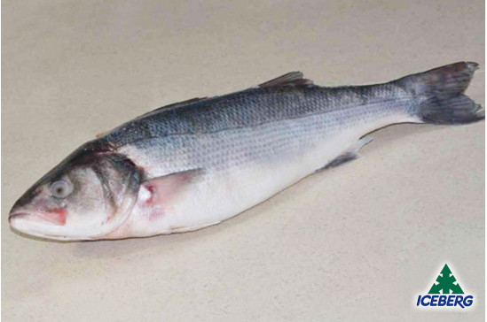 BRANZINO INTERO 2000/3000 1X2PZ CG