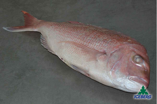 PAGRO INDOPACIFICO N.Z. 2/3 KG P.V.1X12KG CG