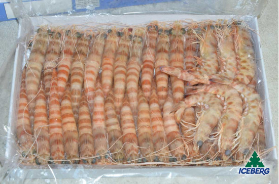 MAZZANCOLLE TUNISIA B (41/60) 12X800GRCG