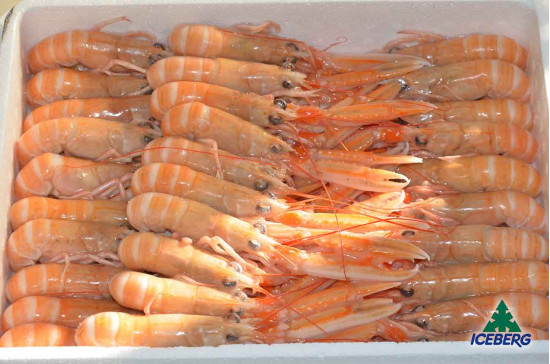 SCAMPI SCOZIA LAESO P.P. 16/20 4X1,35KGCG