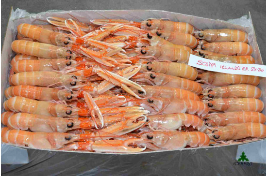 SCAMPI IRLANDA 21/30 P.N. 3X3KG CG