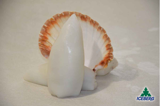 CALAMARO MAROCCO 3P PULITO IQF 1X10KG CG