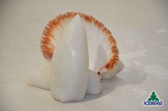 CALAMARO MAROCCO 3P PULITO IQF 1X10KG CG