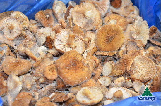 FUNGHI CHIODINI B. SCOTTATI 1X5KG SG