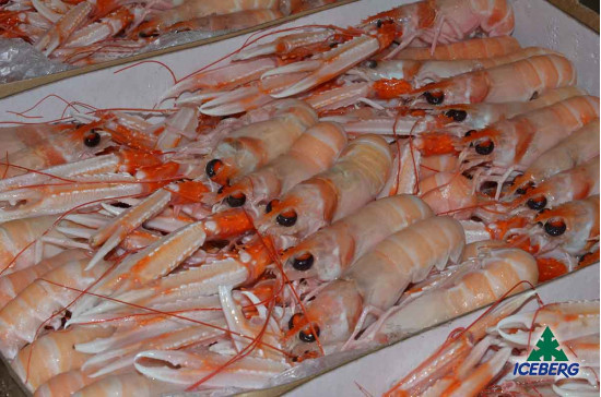 SCAMPI IRLANDA 16/20 PORCUP. P.N. 3X3KG CG