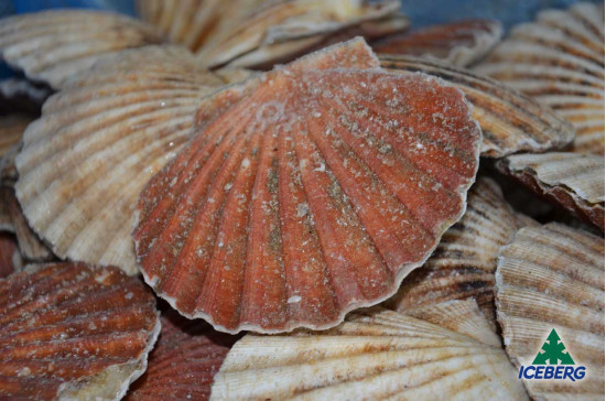 CAPPESANTE ATLANT. C/G G.B.6/9 MD 1X10KG CG