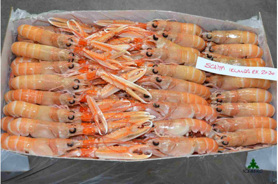 SCAMPI IRLANDA 21/30 P.N. 3X3KG CG