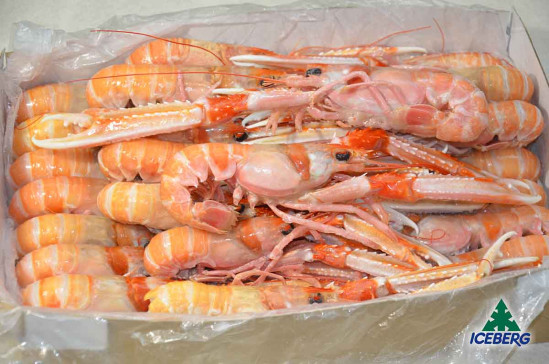 SCAMPI IRLANDA 6/10 P.N. 3X3KG CG