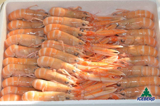 SCAMPI SCOZIA LAESO P.P. 16/20 4X1,35KGCG