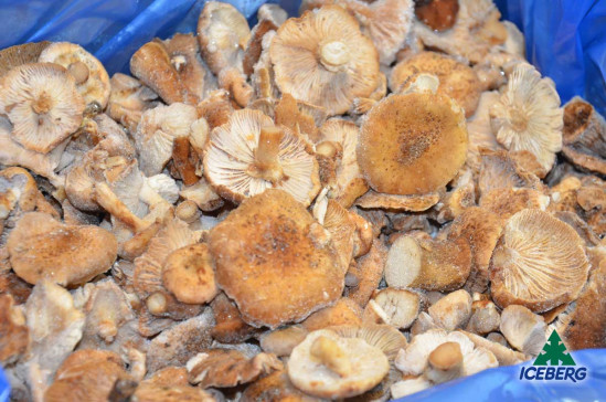FUNGHI CHIODINI B. SCOTTATI 1X5KG SG