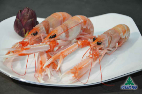 SCAMPI IRLANDA 11/15 PORCUP. P.N.  1X3KG  +CG