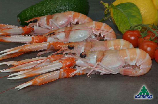 SCAMPI IRLANDA 21/30 PORCUP. P.N.  3X3KG   CG