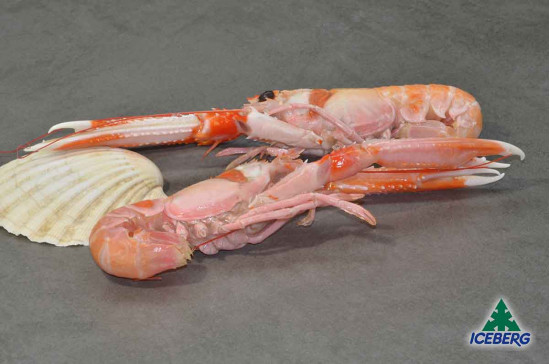 SCAMPI IRLANDA 6/10 PORCUP. P.N. 1X3KG +CG