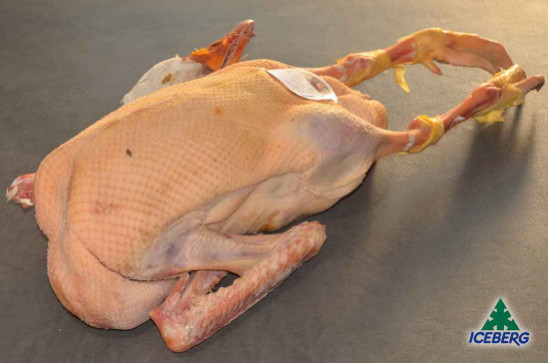 OCA T.Z.                           1X2PZ   FR