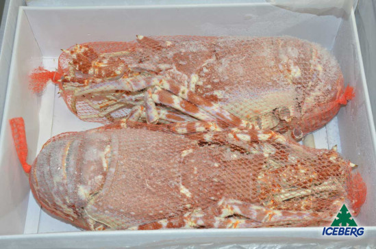 ARAGOSTE INDOPACIF. 1000/UP FRIP. 2X3,2KG CG