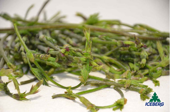 LUPPOLO                            6X500GR CG