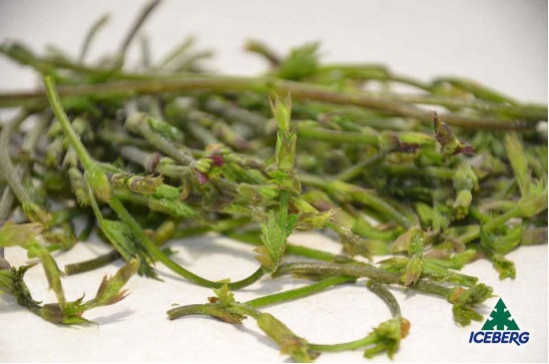 LUPPOLO                            6X500GR CG