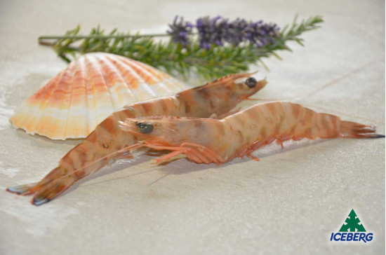 MAZZANCOLLE TUNISIA BB (31/40)     12X800GRCG