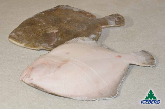 ROMBO CHIODATO DEKKER 300/500 P.P. 1X4KG   CG