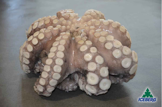 POLPO MAROCCO T4 1,5/2KG           1X12KG  CG