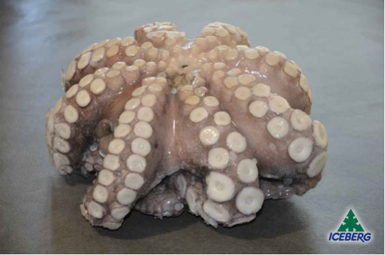 POLPO MAROCCO T4 1,5/2KG           1X12KG  CG